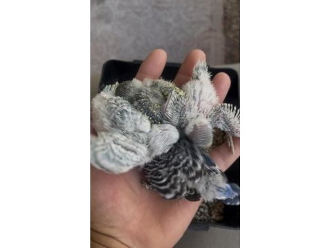 Hiç durmadan yavru yapan takım muhabbet kuşlar