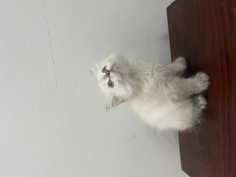 British longhair minnaklar