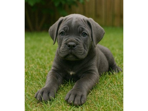 Safkan cane corso yavrular