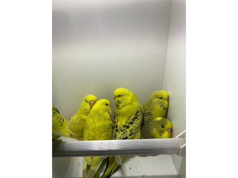 Yavru jumbo-teksas muhabbet kuşları
