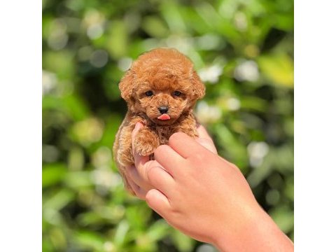 Toy poodle saf kan
