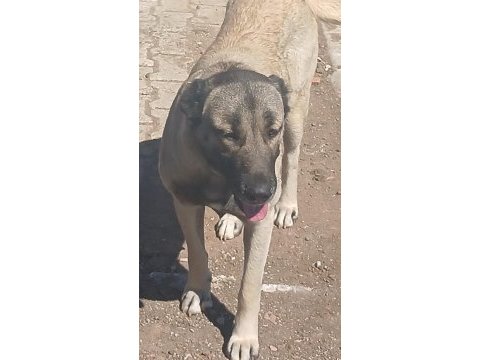 Karakırçıl dişi köpeğimiz