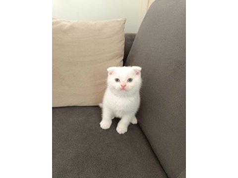 Scottish fold erkek