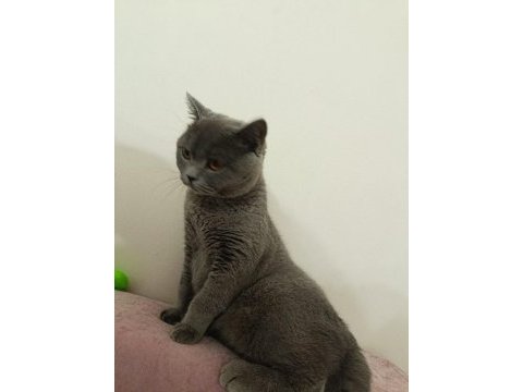 Uygun sahiplendirme british shorthair