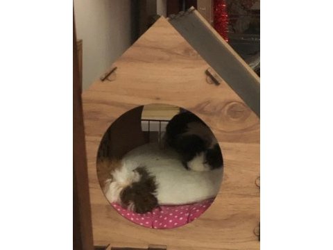 İki dişi ginepig