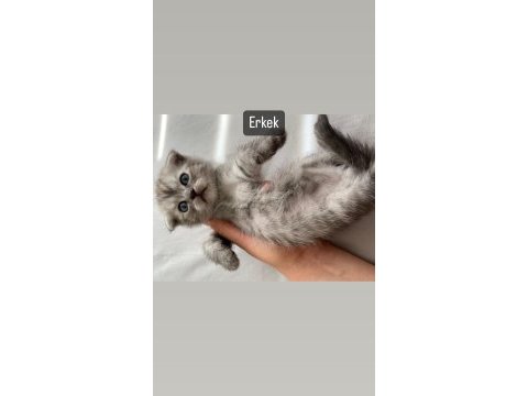 Scottish fold kedilerim yeni yuvalarını arıyorlar