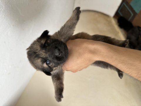 Orijinal baba scrli solid black anne saf kan