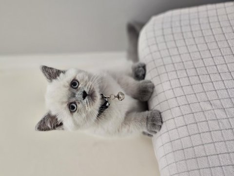 Blue point british shorthair kızımız yeni ailesini arıyor
