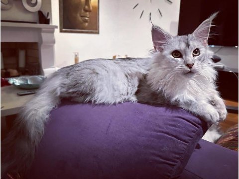Safkan maine coon - tecrübeli ömürlük aileler aranıyor