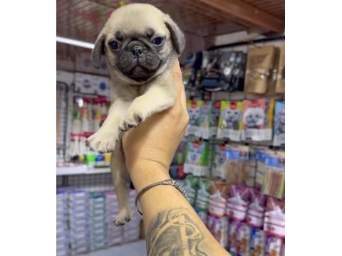 Pug bebekler