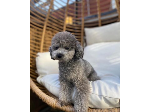 Original toy poodle yavrularımız özel renk