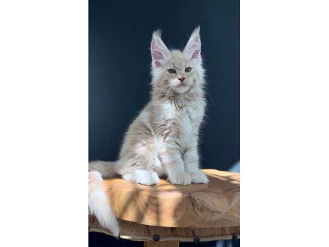 Üst kaliteli erkek maine coon