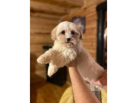 Minik boy maltipoo, al satçı değiliz kendi bebeklerimiz