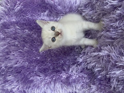 British shorthair çok sağlıklı oyuncu dişi bebeğimiz