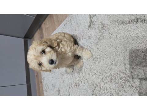 Maltipoo 2 aylık dişi ve erkek