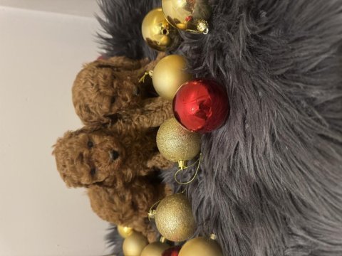 Orijinal toy poodle bebeklerimiz
