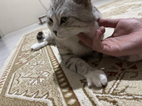 Kedimize acil yuva aranıyor