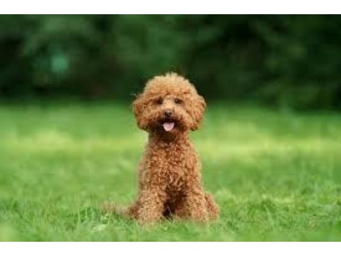 Toy poodle dişi ve erkek yavrularımız