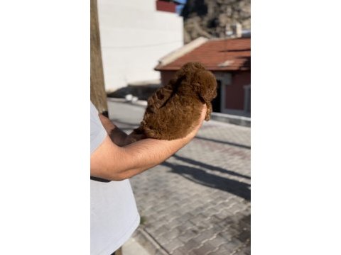 Minik poodle bebekler yeni yuvalarına gitmeye hazır