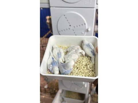 Yeni yeme düşmüş alıştırmalık iri çek muhabbet yavrular