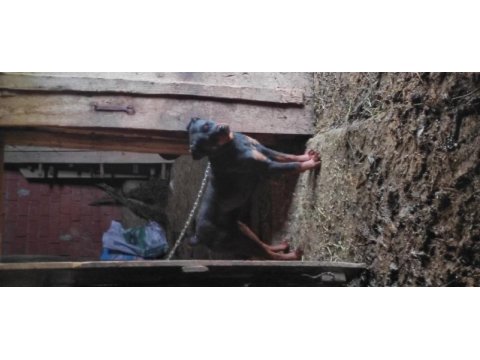 Eğitilmeye hazır yavru rottweiler