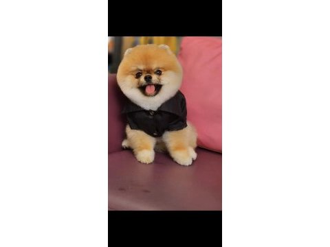 İzmir dişi eş pomeranian çiftleştirme ilanıdır