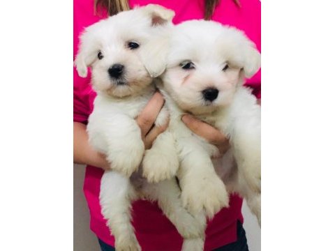 Maltese terrier dişi bebişler