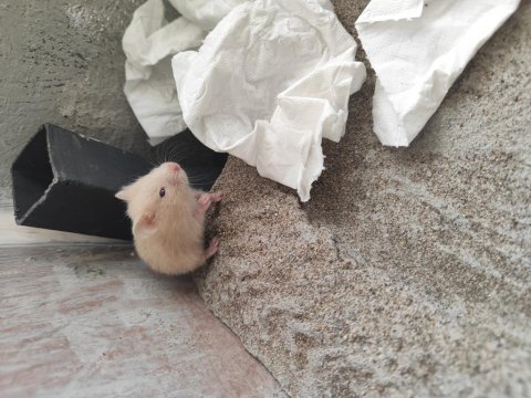Hamster yavruları sahiplendirme