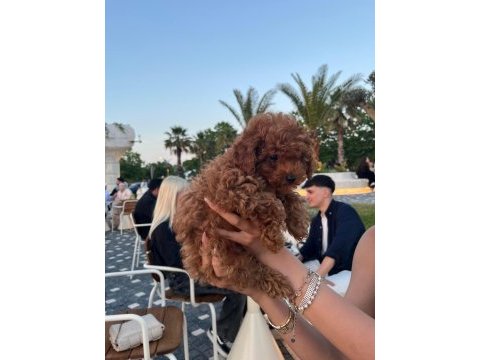 Kore poodle 2 aylık