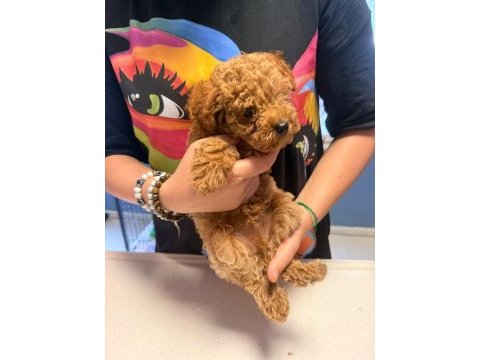 2.5 aylık erkek toy poodle