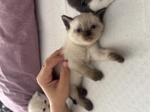 1 aylık yavru british shorthair