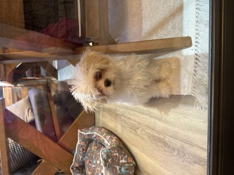 4 aylık maltipoo