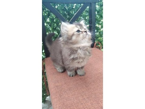 Şecereli soydan british longhair bebeklerimiz