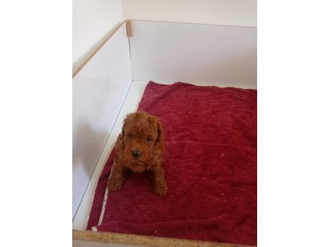 Red brown erkek toy poodle yavrularımız