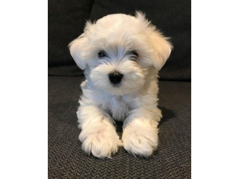 Maltipoo yavrular acık ve esmer renk çeşitleri