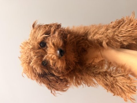 4 aylık toy poodle erkek