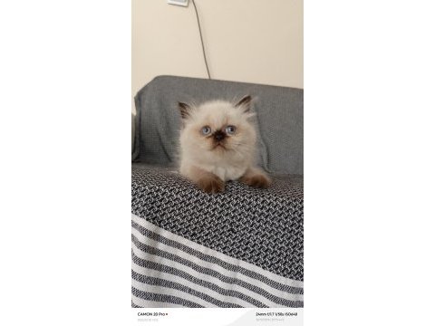Mavi gözlü dişi british longhair