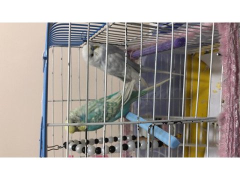 Dişi erkek çift muhabbet kuşu