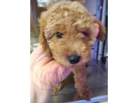 Red toy poodle