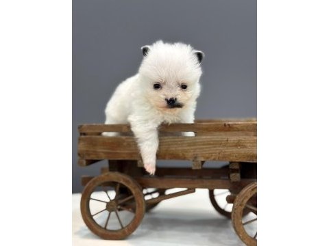 Ufak bebekler pomeranian