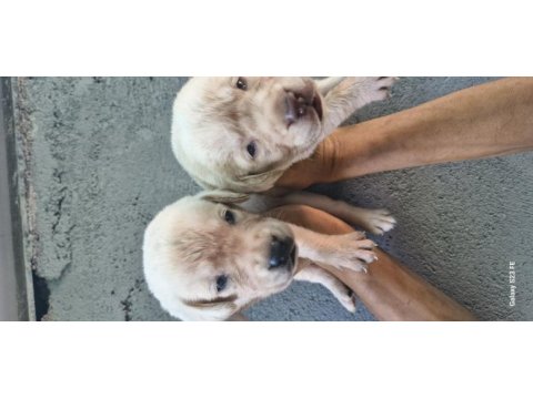 Labrador yavrularımız