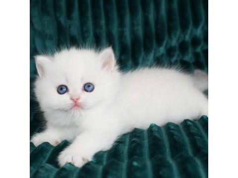 Kar gibi beyaz silver british shorthair 
