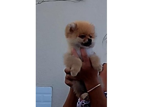Yer sıkıntısından 3 aylık pomeranian uygun fiyat vereceğim