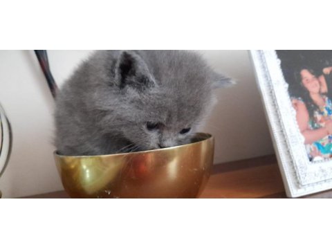 Anne persian baba chinchilla