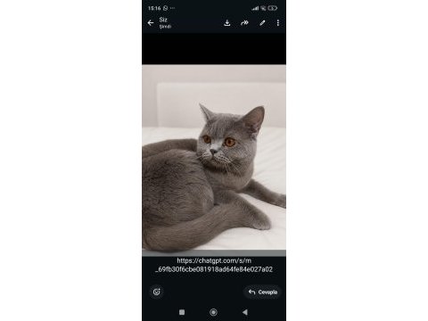 British shorthair erkek