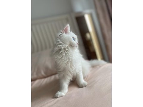 British longhair kızımıza yeni yuva arıyoruz