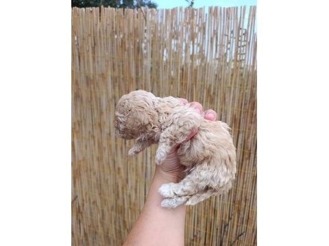 Sağlık garantili, üst kalite maltipoo yavrular