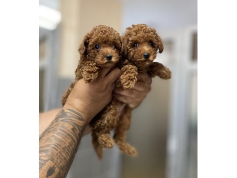 Kore orjinal kilo ırk garantili poodle