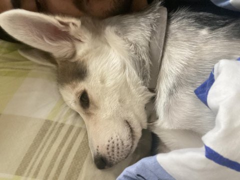 6 aylık husky