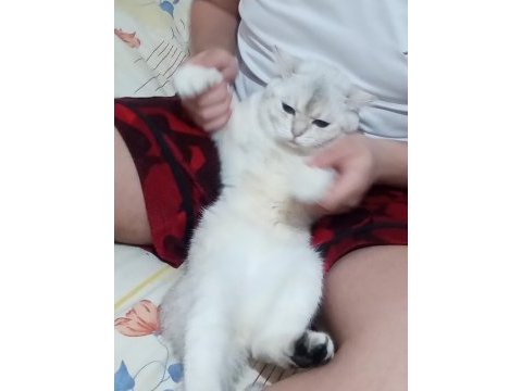 British shorthair 2 yaşında